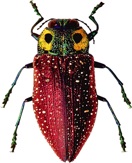 Drawing Bugs Jewel Beetle Clipart (851x851), Png Download