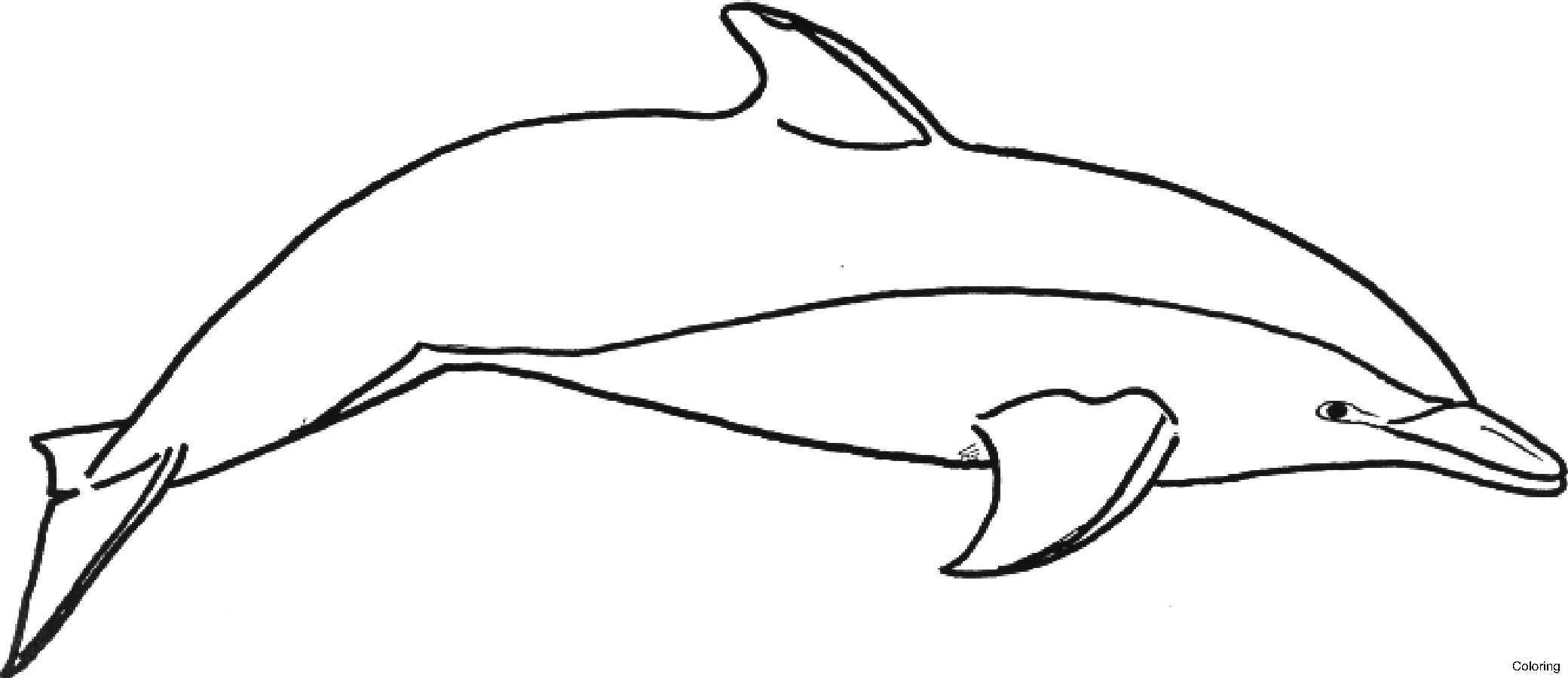 Dolphin Clipart Logo - Png Download (2080x900), Png Download