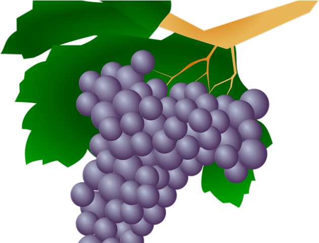 Grapes Clipart Uva - Png Download (640x480), Png Download