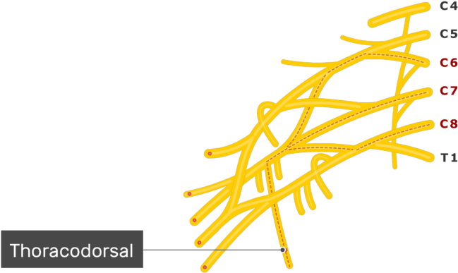 An Image Showing The Thoracodorsal Nerve Coming Out Clipart (664x550), Png Download