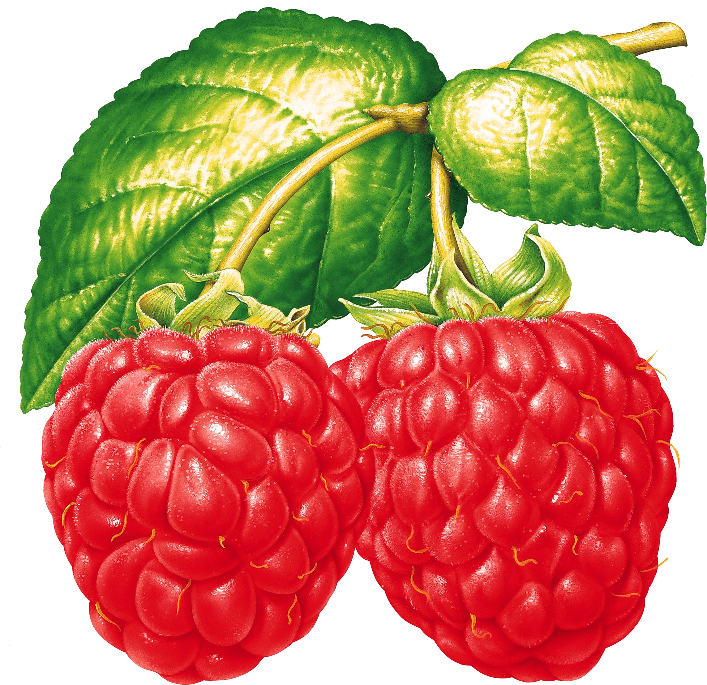 Two Raspberries On Branch Clipart (2286x2215), Png Download