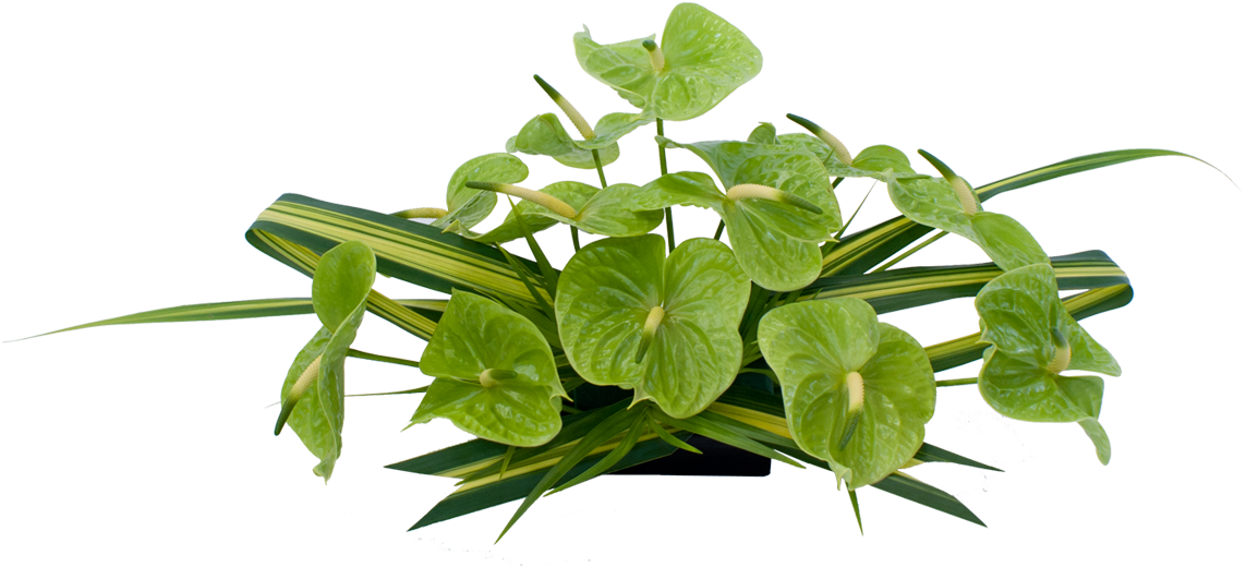 Green Anthurium Hawaiian Flowers Previous Next Clipart (1200x1200), Png Download