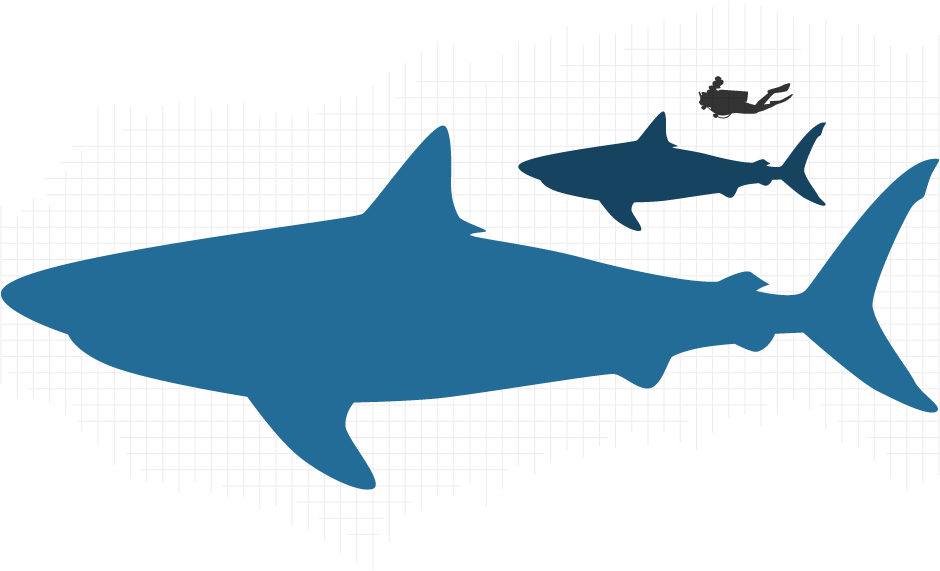 Divers Love Our Dive Gear Selection, Equipment Rental, Clipart (940x571), Png Download