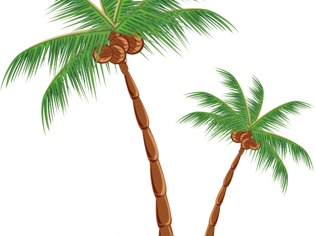 Plants Clipart Coconut Tree - Png Download (640x480), Png Download