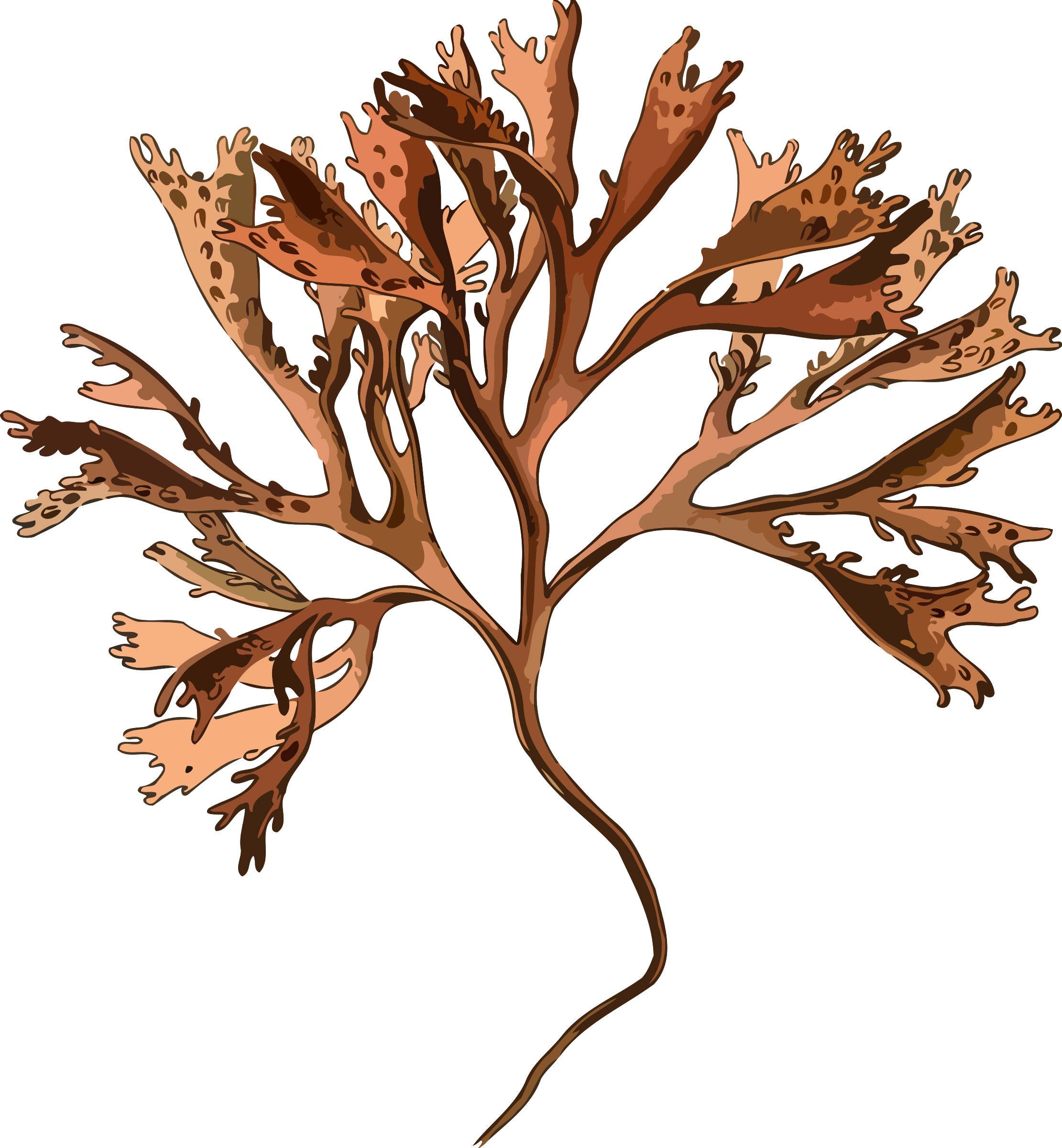 Walnut Tree Clip Art - Png Download (2221x2400), Png Download