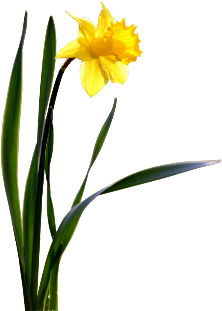 Daffodils Png Transparent Images Clipart (800x1050), Png Download