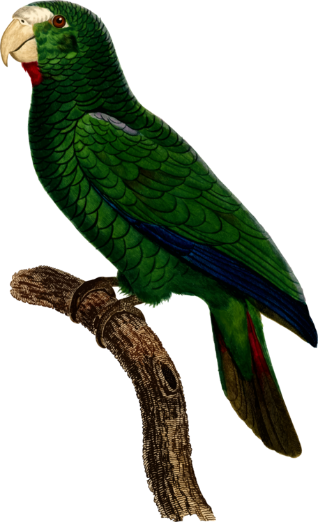 Parrot Bird Watercolor Painting Clipart (456x749), Png Download