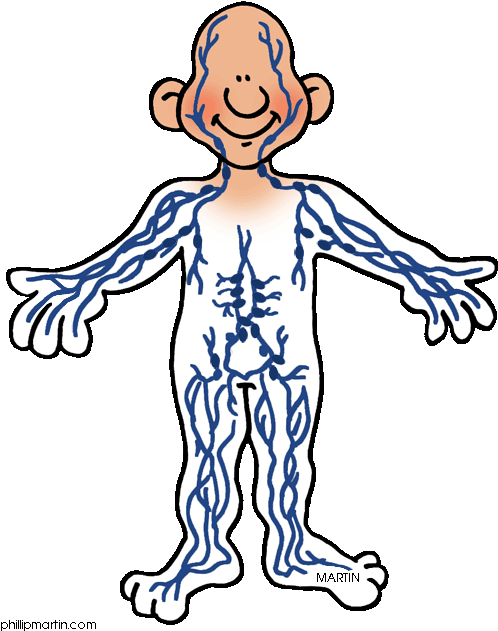 Clip Art Lympatic System In The - Png Download (531x648), Png Download