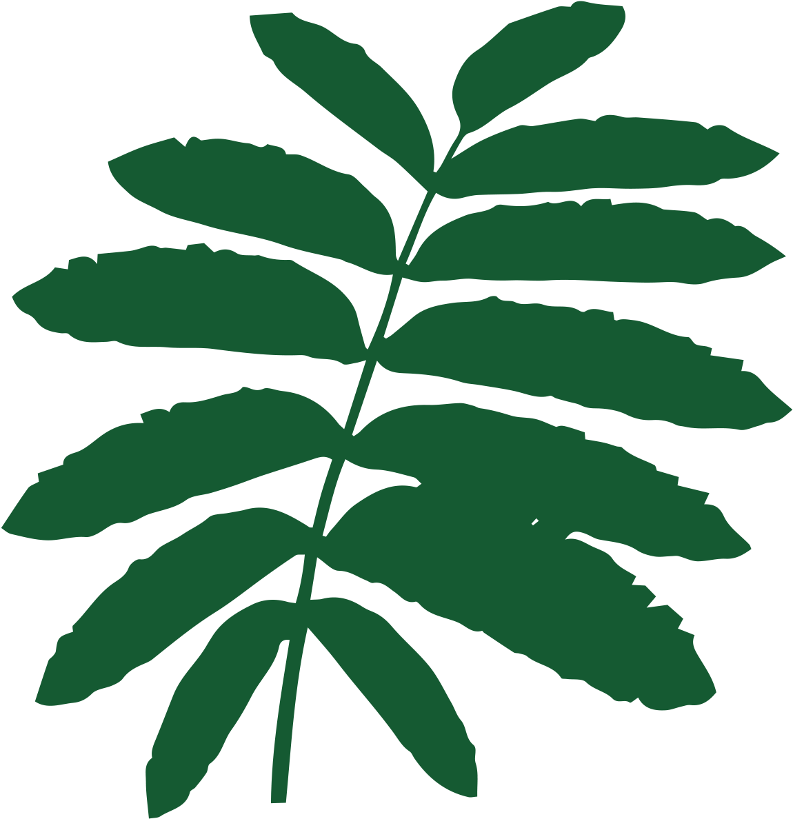 Rowan Clipart (1417x1417), Png Download