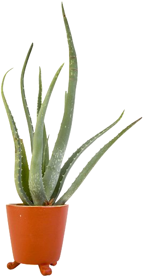 Aloe Vera Hermosa Alta Definición Png De Maceta Clipart (1024x1024), Png Download