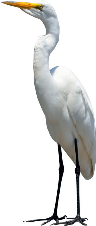 Egret Bird Clipart (400x822), Png Download