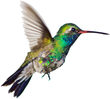 Hummingbird Png Clipart Transparent Png (800x546), Png Download