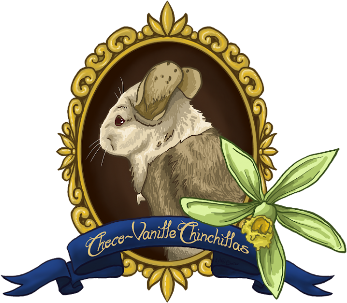 Élevage Choco-vanille Chinchillas Clipart (800x686), Png Download