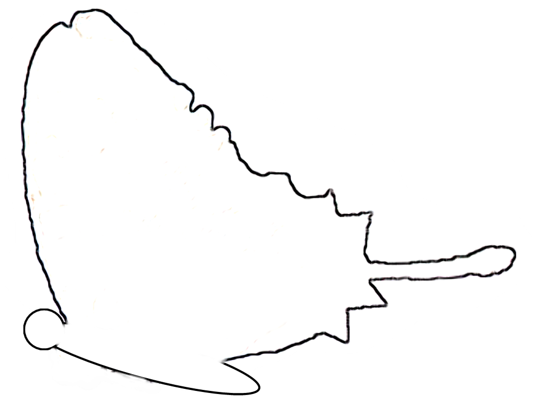 Butterfly Saw Pattern Clipart (1055x800), Png Download