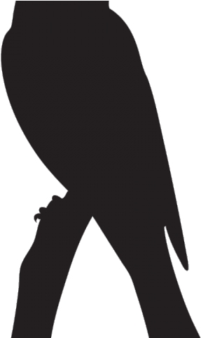 Peanut Clipart Bird - Png Download (640x480), Png Download