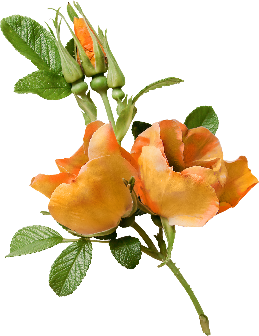 Flower Garden Roses Floral Design Clip Art - Png Download (1035x1339), Png Download