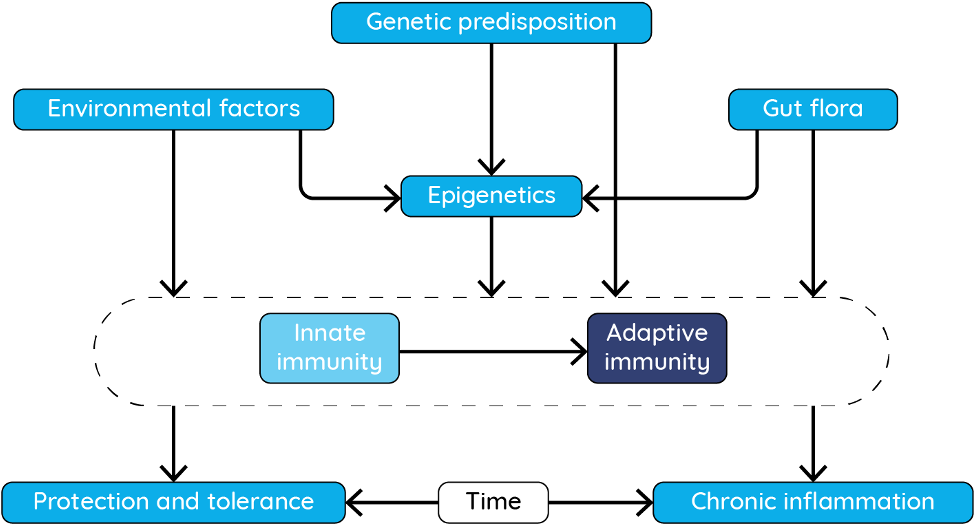 Roles For Genetics And Epigenetics In Inflammatory Clipart (1030x572), Png Download