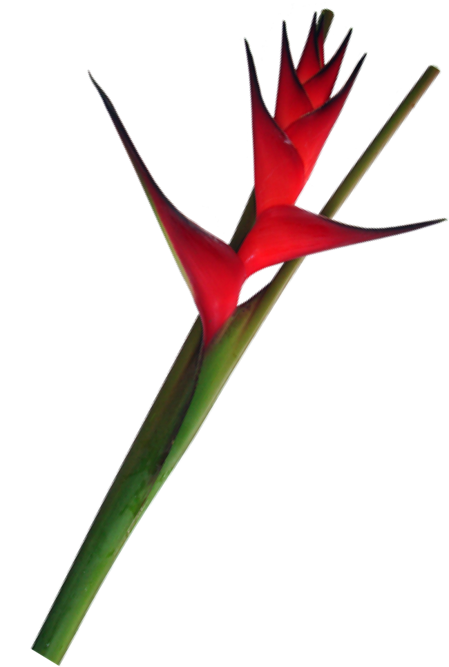 Caribea Red Foliage La Ilusion Buy Import Wholesale Clipart (1000x1000), Png Download