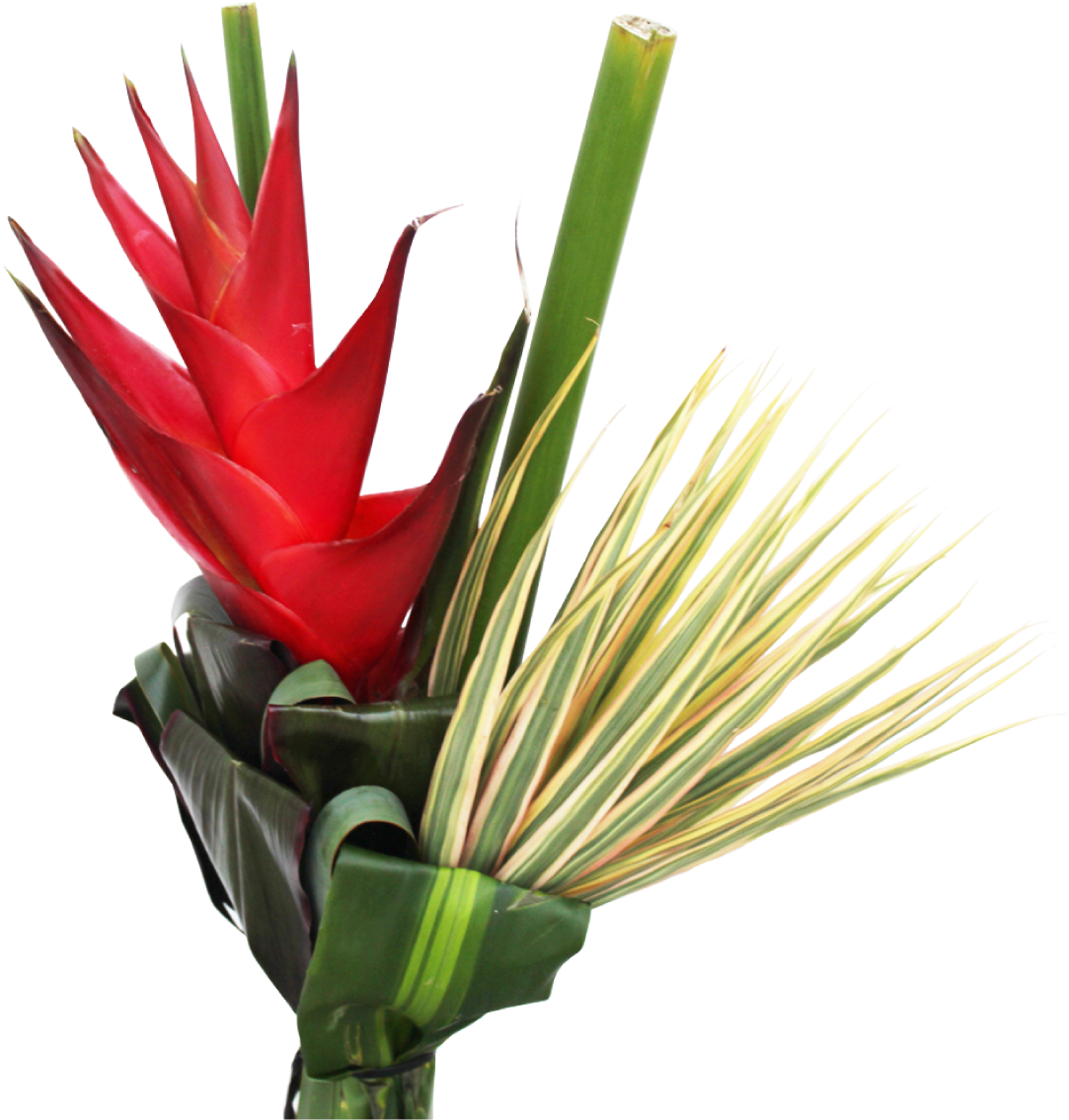 Foliage La Ilusion Buy Import Wholesale Bulk Online Clipart (1200x1200), Png Download