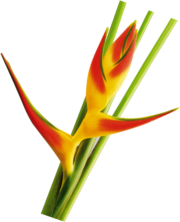 Orthotricha Tricolor Foliage La Ilusion Buy Import Clipart (1000x1000), Png Download