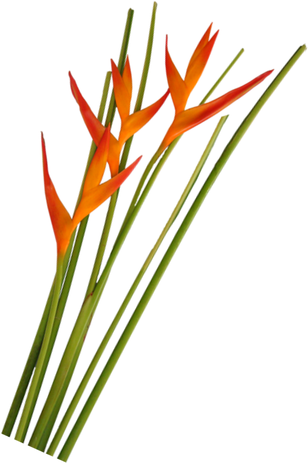 Opal Fire Foliage La Ilusion Buy Import Wholesale Bulk Clipart (1000x1000), Png Download