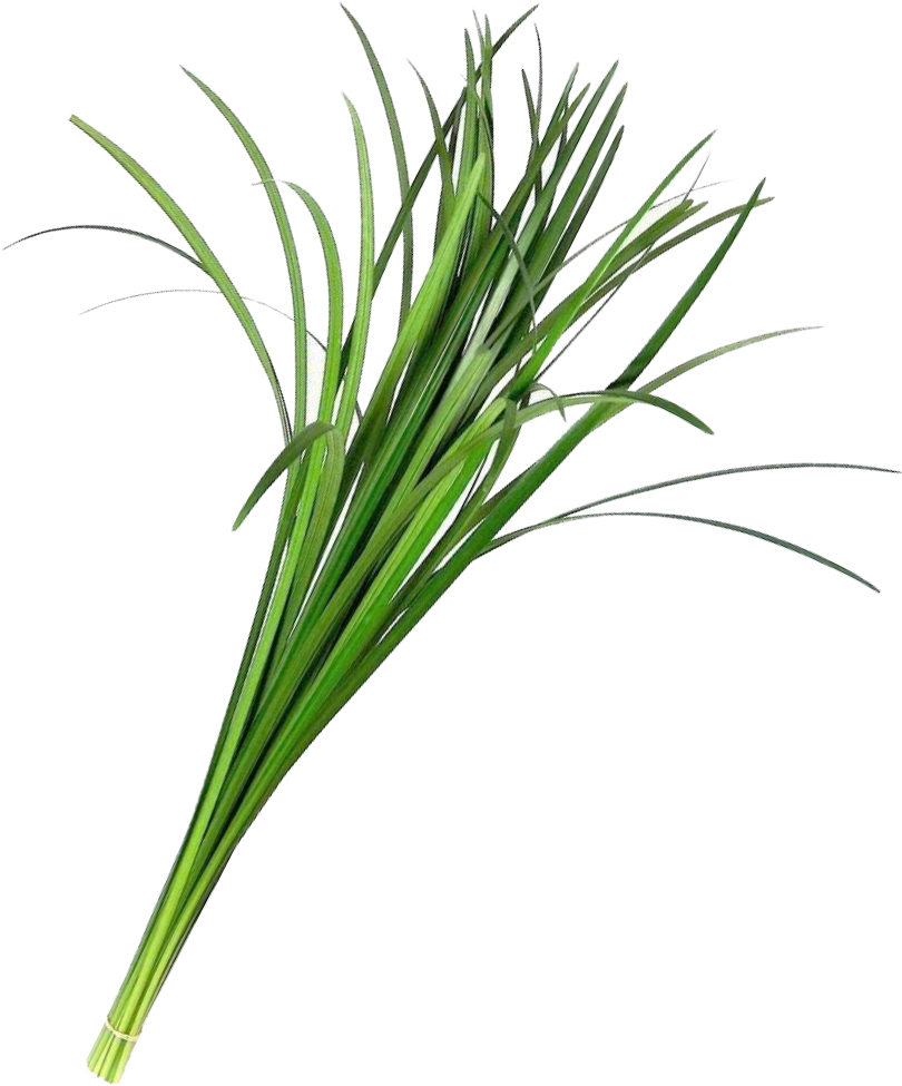 Lily Grass Green Foliage La Ilusion Buy Import Wholesale Clipart (1000x1000), Png Download