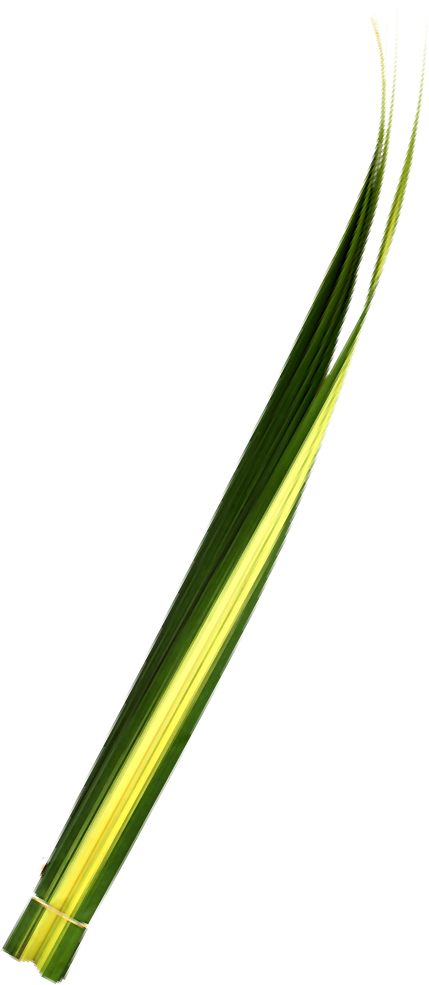 Buy Pandanus Foliage La Ilusion Buy Import Wholesale Clipart (1000x1000), Png Download