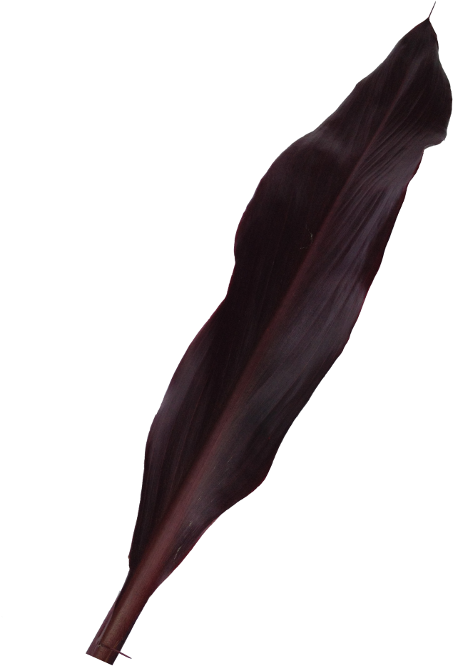 Buy Purple Ti Foliage La Ilusion Buy Import Wholesale Clipart (1000x1000), Png Download