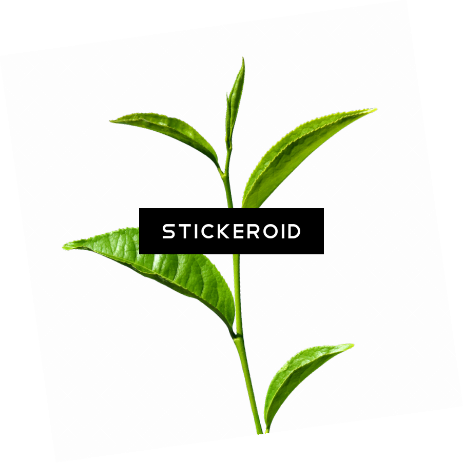 Чайное Растение Green Tea Clipart (902x903), Png Download