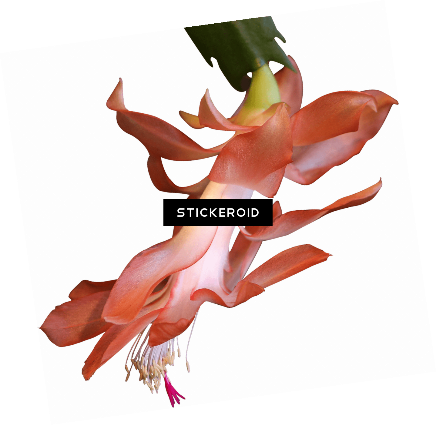Exotic Plant Clipart (1438x1402), Png Download