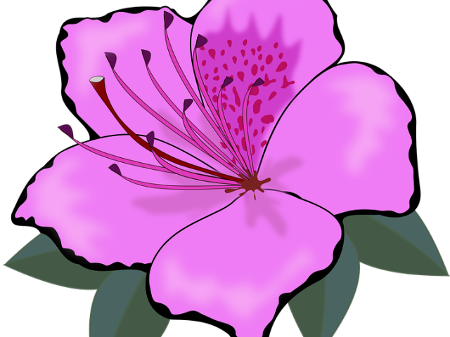 Lotus Clipart Cartoon - Png Download (640x480), Png Download