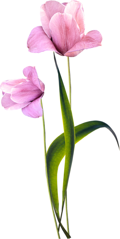 Tubes Fleurs Clipart (402x800), Png Download