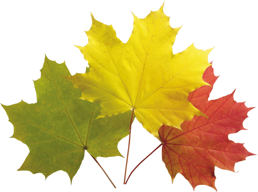 Download Autumn Leaf Clipart Png Photo Transparent Png (850x633), Png Download