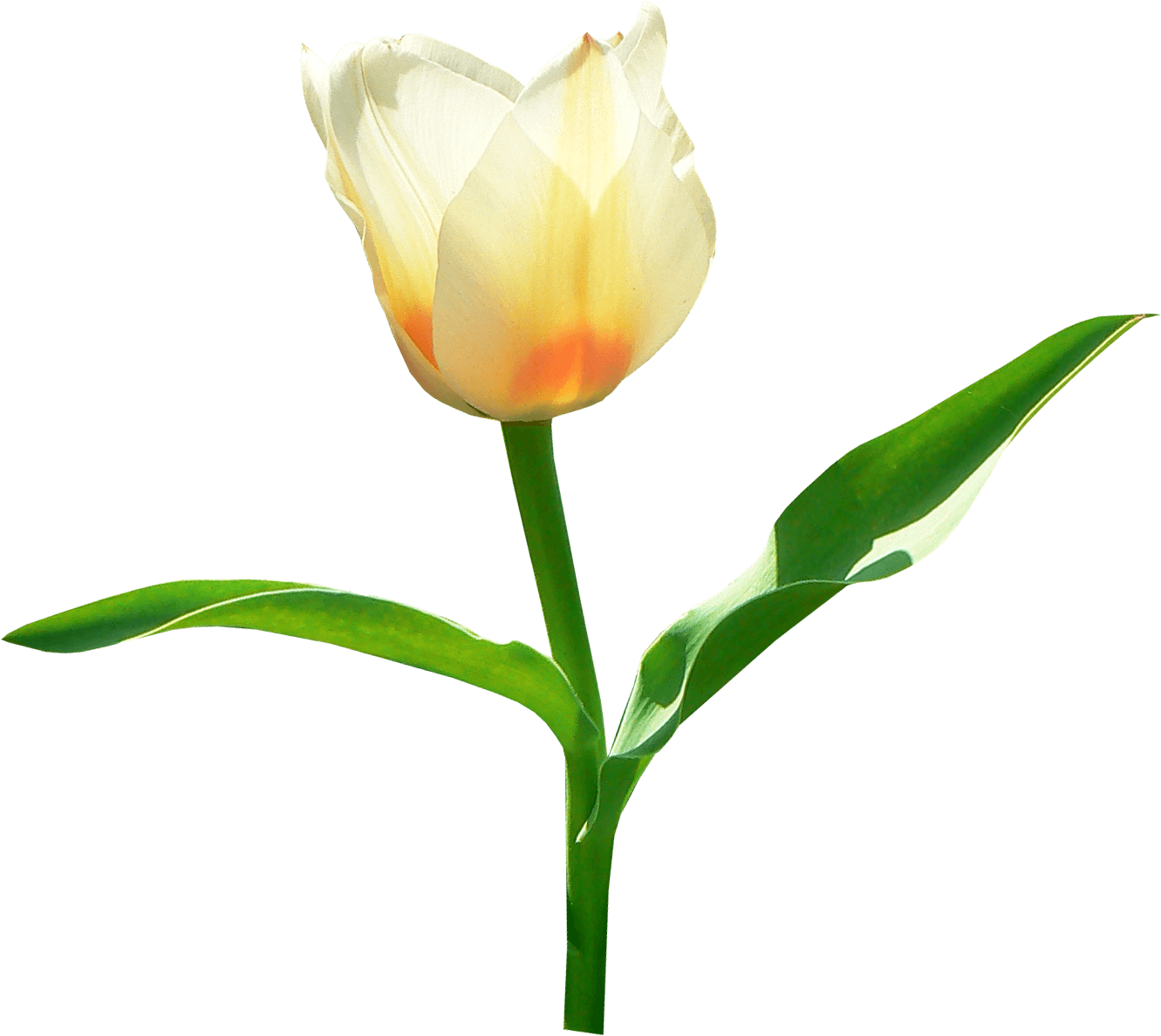 Tulip Clipart Transparent Background - Png Download (1331x1189), Png Download
