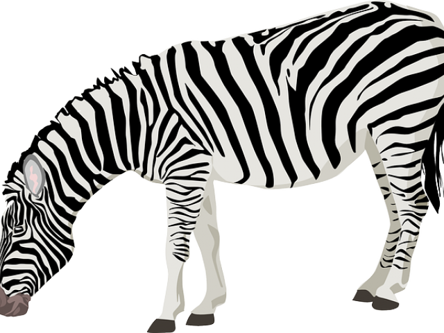 Zoo Clipart Zebra - Png Download (640x480), Png Download