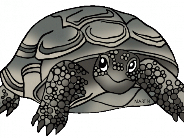 Tortoise Clipart Phillip Martin - Png Download (640x480), Png Download