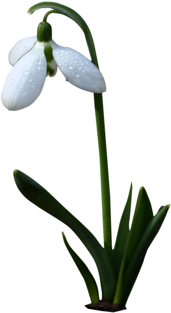 Bell White,gėlė,balta Gėlė,pavasaris,laukinė Gėlė,varpai,png Clipart (500x758), Png Download