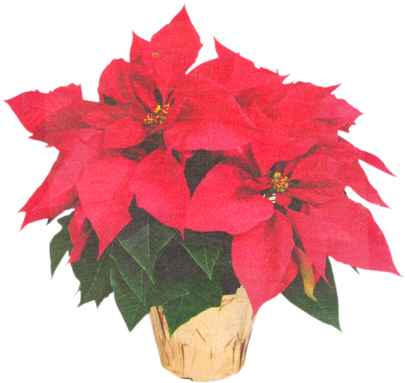 Poinsettia Transparent Flower Crown Clipart (640x609), Png Download