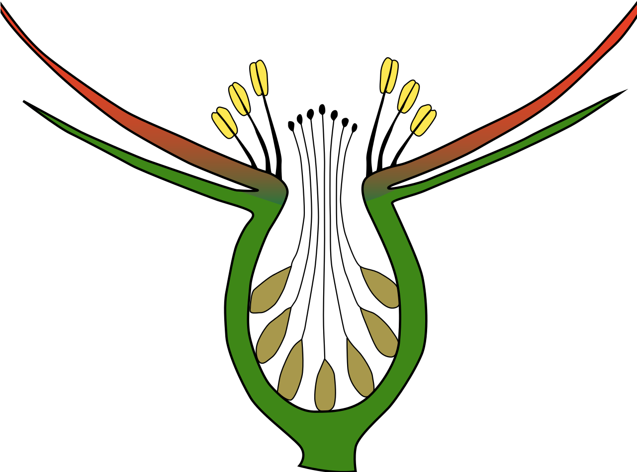 Longitudinal Section Showing Achene Formation And Hypanthium Clipart (1280x1001), Png Download