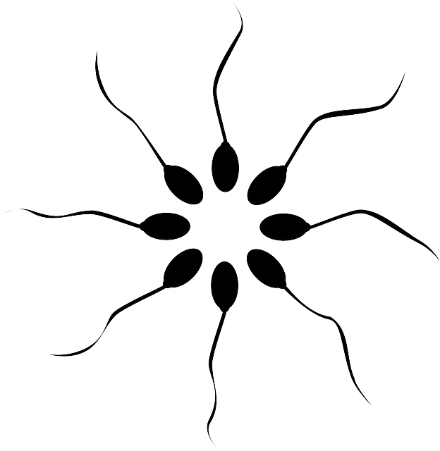 Sperms, Swimmers, Tail, Cell, Head, Circle, Symmetric Clipart (624x640), Png Download