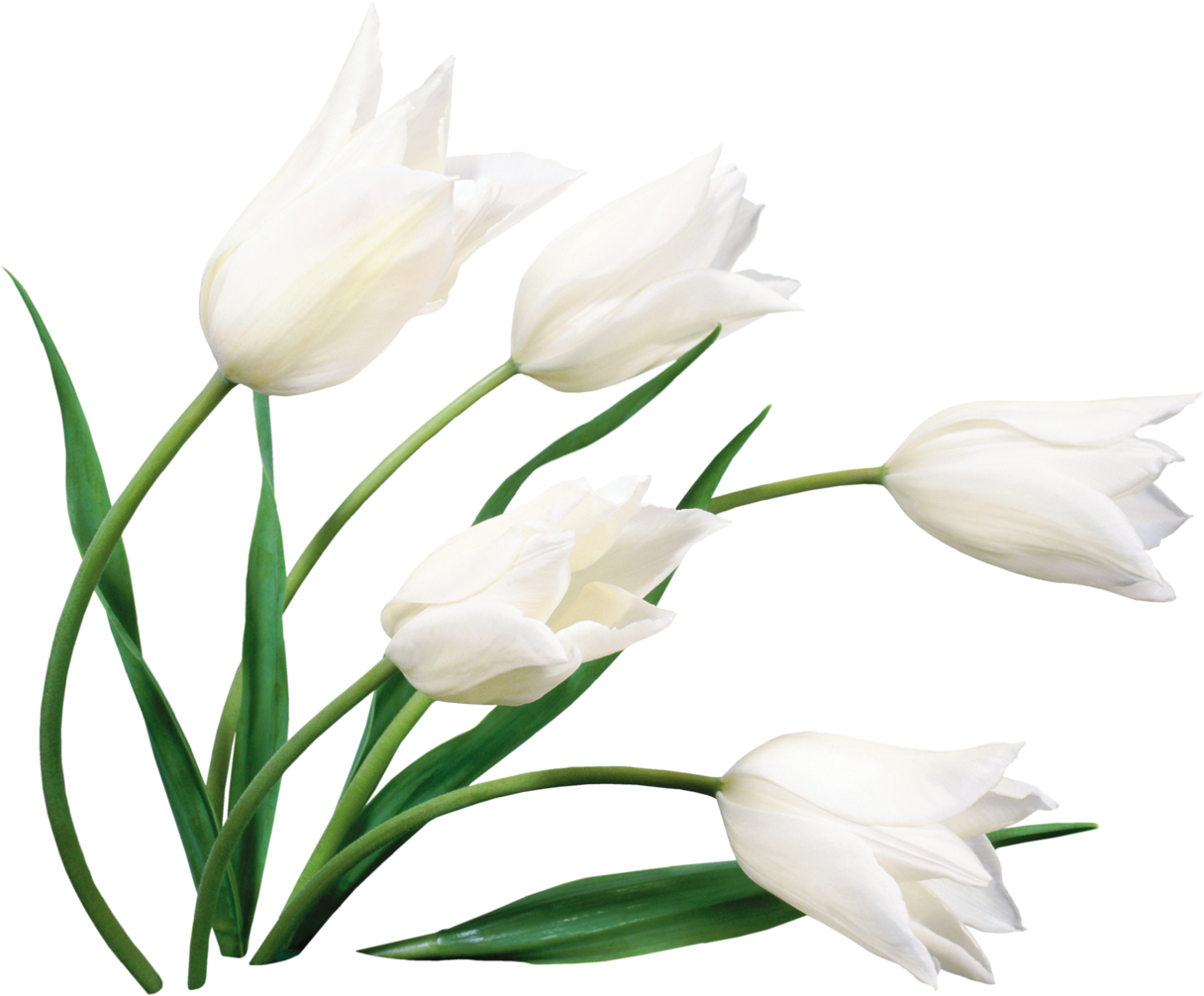 Poker Clipart Pinochle - Png Download (1280x1049), Png Download