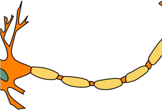 Neuron Clipart Clip Art - Motor Neuron Not Labeled - Png Download (640x480), Png Download