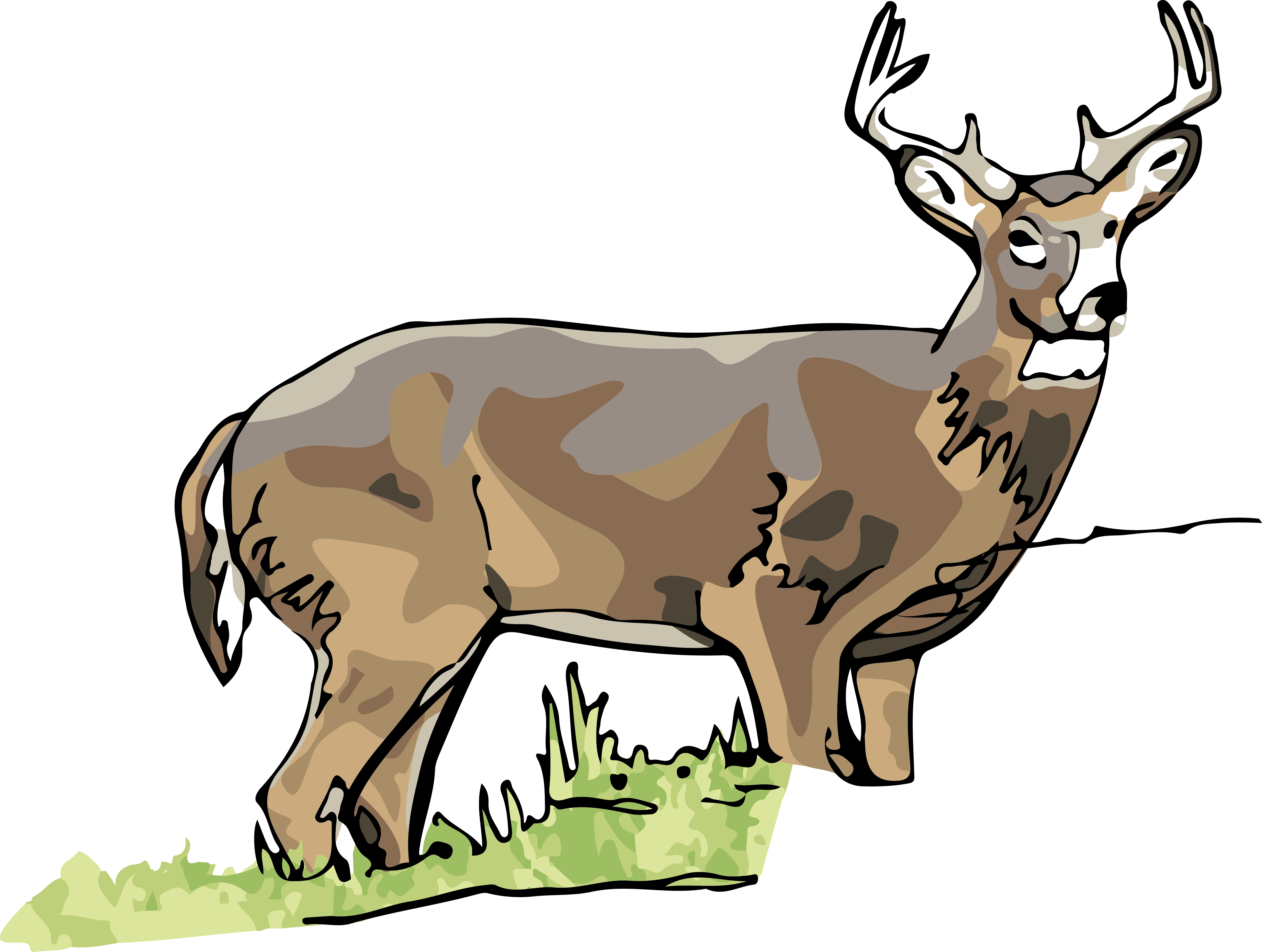 White Tailed Deer Clipart Illinois State - Deer - Png Download (4894x3692), Png Download