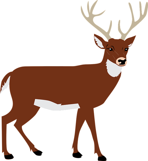 Clip Art Of Deer - Png Download (589x640), Png Download