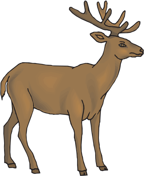 White Tailed Deer Clipart Rusa - กวาง Png Transparent Png (527x640), Png Download