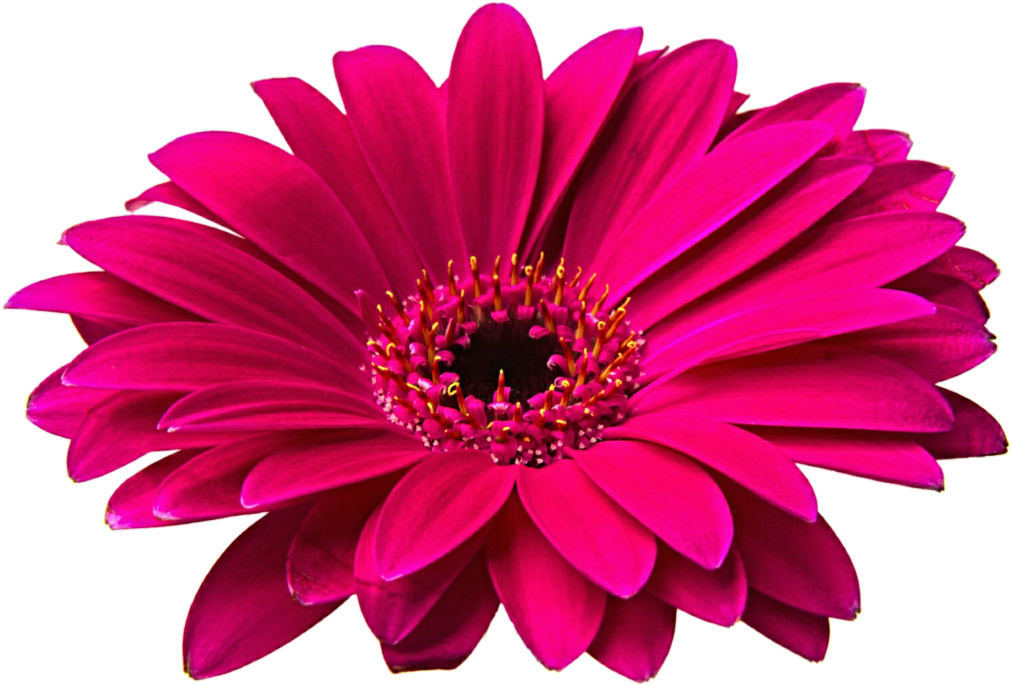 Clip Arts Related To - Flowers Png Hd Transparent Png (1024x704), Png Download