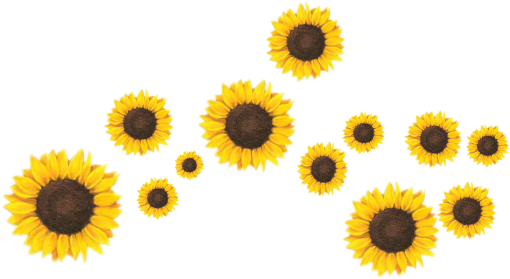 Girasol Clipart Png Download Full Size Clipart 2501814 Pinclipart