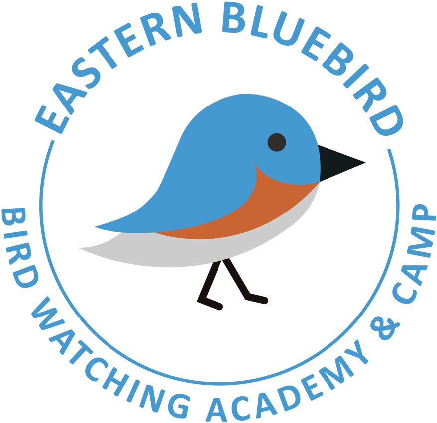 Eastern Bluebird Clipart (1104x1200), Png Download