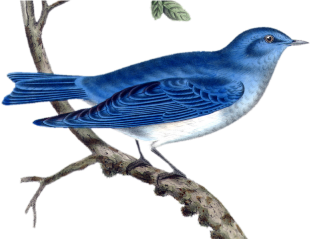 Oiseau bleu sur pinclipart