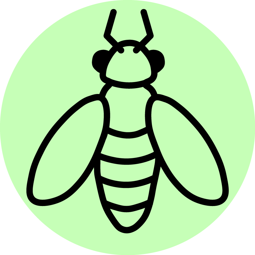 Extension Uw Entomology Spotted Wing Drosophila In Clipart (833x833), Png Download